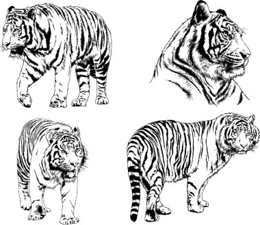 vektör çizimleri çizimler farklı yırtıcı hayvan, kaplan aslan çita ve leopar mürekkep el tarafından nesneleri arka plan ile çizilir