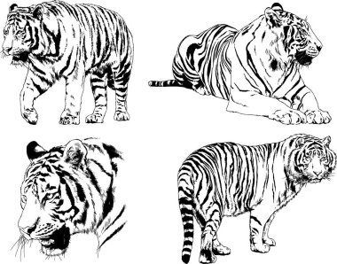 vektör çizimleri çizimler farklı yırtıcı hayvan, kaplan aslan çita ve leopar mürekkep el tarafından nesneleri arka plan ile çizilir