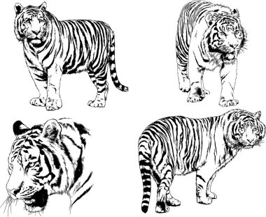 vektör çizimleri çizimler farklı yırtıcı hayvan, kaplan aslan çita ve leopar mürekkep el tarafından nesneleri arka plan ile çizilir