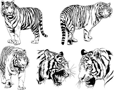 vektör çizimleri çizimler farklı yırtıcı hayvan, kaplan aslan çita ve leopar mürekkep el tarafından nesneleri arka plan ile çizilir