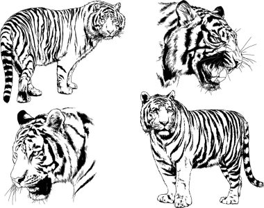 vektör çizimleri çizimler farklı yırtıcı hayvan, kaplan aslan çita ve leopar mürekkep el tarafından nesneleri arka plan ile çizilir