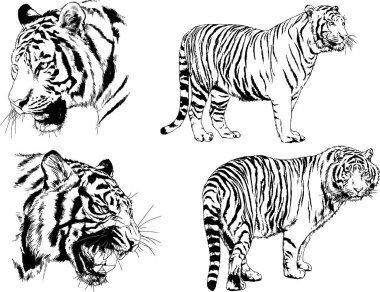 vektör çizimleri çizimler farklı yırtıcı hayvan, kaplan aslan çita ve leopar mürekkep el tarafından nesneleri arka plan ile çizilir