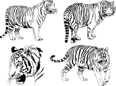 vektör çizimleri çizimler farklı yırtıcı hayvan, kaplan aslan çita ve leopar mürekkep el tarafından nesneleri arka plan ile çizilir