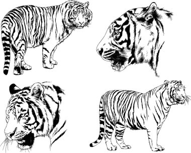 vektör çizimleri çizimler farklı yırtıcı hayvan, kaplan aslan çita ve leopar mürekkep el tarafından nesneleri arka plan ile çizilir