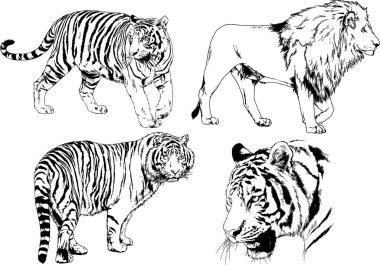vektör çizimleri çizimler farklı yırtıcı hayvan, kaplan aslan çita ve leopar mürekkep el tarafından nesneleri arka plan ile çizilir