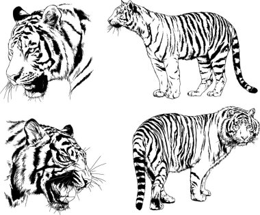 vektör çizimleri çizimler farklı yırtıcı hayvan, kaplan aslan çita ve leopar mürekkep el tarafından nesneleri arka plan ile çizilir