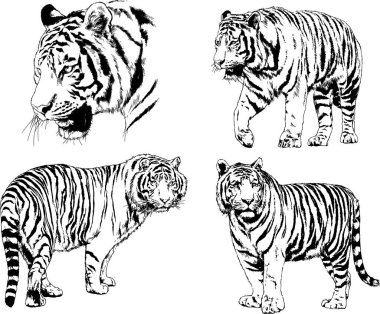 vektör çizimleri çizimler farklı yırtıcı hayvan, kaplan aslan çita ve leopar mürekkep el tarafından nesneleri arka plan ile çizilir