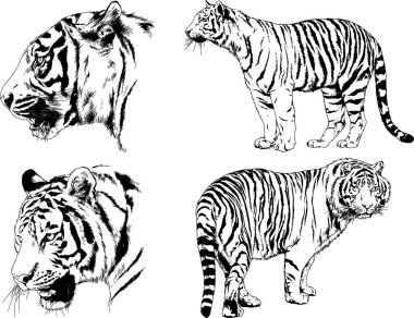 vektör çizimleri çizimler farklı yırtıcı hayvan, kaplan aslan çita ve leopar mürekkep el tarafından nesneleri arka plan ile çizilir