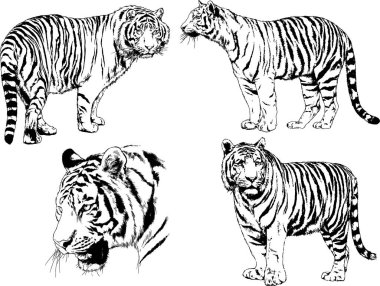 vektör çizimleri çizimler farklı yırtıcı hayvan, kaplan aslan çita ve leopar mürekkep el tarafından nesneleri arka plan ile çizilir