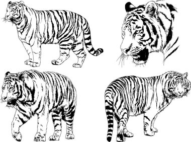 vektör çizimleri çizimler farklı yırtıcı hayvan, kaplan aslan çita ve leopar mürekkep el tarafından nesneleri arka plan ile çizilir