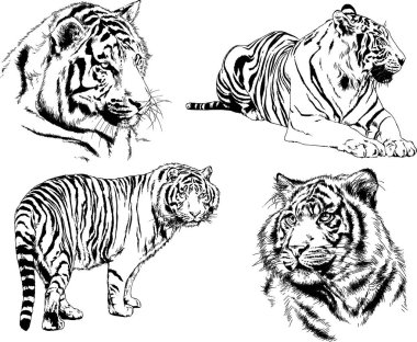 vektör çizimleri çizimler farklı yırtıcı hayvan, kaplan aslan çita ve leopar mürekkep el tarafından nesneleri arka plan ile çizilir