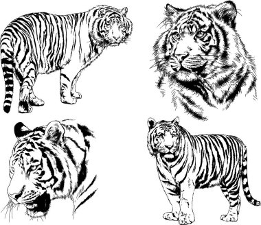 vektör çizimleri çizimler farklı yırtıcı hayvan, kaplan aslan çita ve leopar mürekkep el tarafından nesneleri arka plan ile çizilir