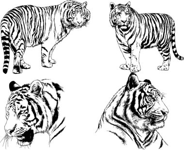 vektör çizimleri çizimler farklı yırtıcı hayvan, kaplan aslan çita ve leopar mürekkep el tarafından nesneleri arka plan ile çizilir