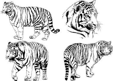 vektör çizimleri çizimler farklı yırtıcı hayvan, kaplan aslan çita ve leopar mürekkep el tarafından nesneleri arka plan ile çizilir