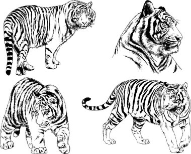 vektör çizimleri çizimler farklı yırtıcı hayvan, kaplan aslan çita ve leopar mürekkep el tarafından nesneleri arka plan ile çizilir