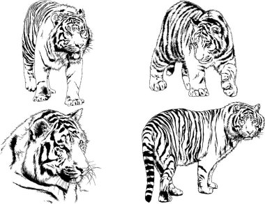 vektör çizimleri çizimler farklı yırtıcı hayvan, kaplan aslan çita ve leopar mürekkep el tarafından nesneleri arka plan ile çizilir