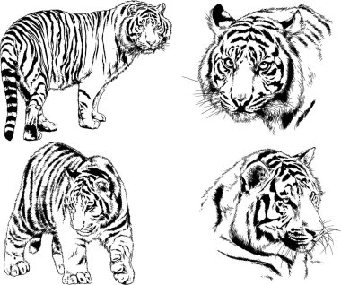 vektör çizimleri çizimler farklı yırtıcı hayvan, kaplan aslan çita ve leopar mürekkep el tarafından nesneleri arka plan ile çizilir