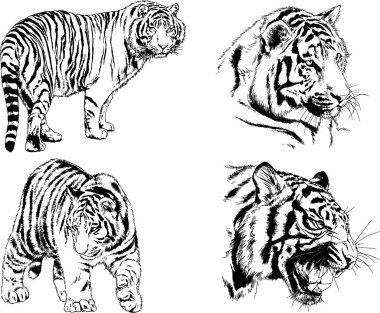 vektör çizimleri çizimler farklı yırtıcı hayvan, kaplan aslan çita ve leopar mürekkep el tarafından nesneleri arka plan ile çizilir