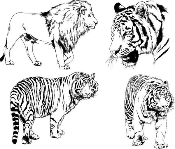 Dibujos Vectoriales Bocetos Diferentes Depredadores Tigres Leones Guepardos Leopardos Dibujan — Vector de stock