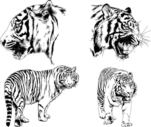 Dessins Vectoriels Esquisse Différents Prédateurs Tigres Lions Guépards Léopards Sont — Image vectorielle