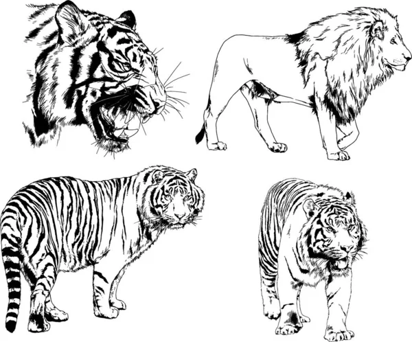 Dibujos Vectoriales Bocetos Diferentes Depredadores Tigres Leones Guepardos Leopardos Dibujan — Vector de stock