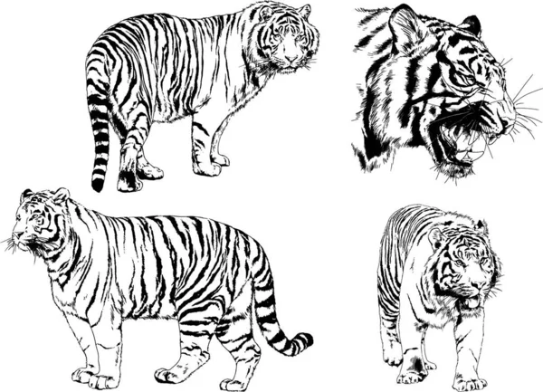 Dibujos Vectoriales Bocetos Diferentes Depredadores Tigres Leones Guepardos Leopardos Dibujan — Vector de stock