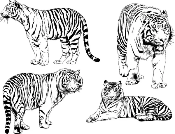 Dibujos Vectoriales Bocetos Diferentes Depredadores Tigres Leones Guepardos Leopardos Dibujan — Archivo Imágenes Vectoriales