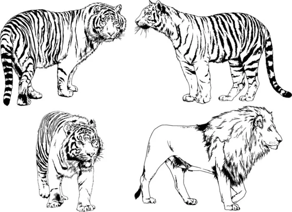 Desenhos Vetoriais Esboços Predador Diferente Leões Tigres Chitas Leopardos São —  Vetores de Stock