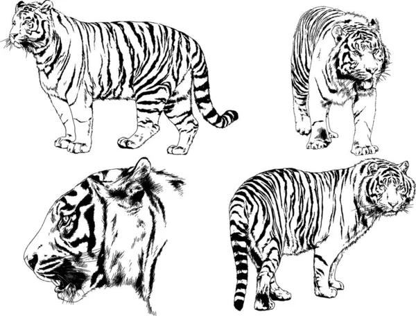 Dessins Vectoriels Esquisse Différents Prédateurs Tigres Lions Guépards Léopards Sont — Image vectorielle