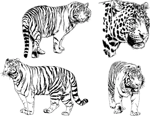 Dibujos Vectoriales Bocetos Diferentes Depredadores Tigres Leones Guepardos Leopardos Dibujan — Archivo Imágenes Vectoriales