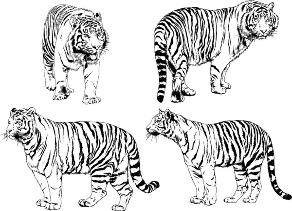 Dessins Vectoriels Esquisse Différents Prédateurs Tigres Lions Guépards Léopards Sont — Image vectorielle