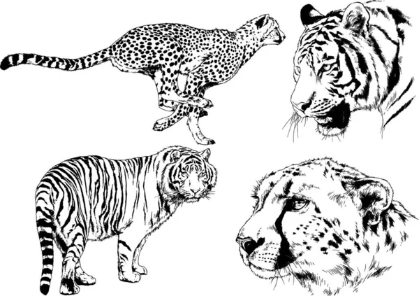 Vector Drawings Sketches Different Predator Tigers Lions Cheetahs Leopards Drawn — Stock Vector