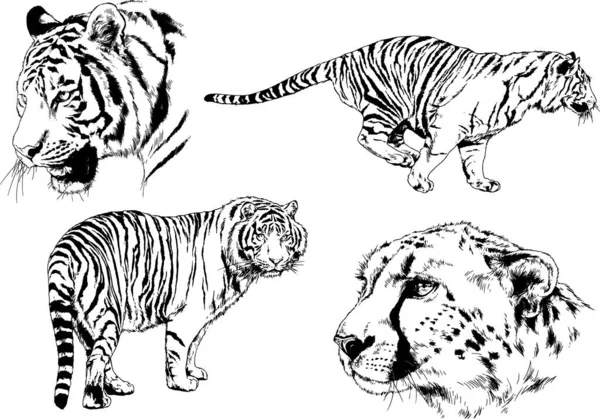 Vector Drawings Sketches Different Predator Tigers Lions Cheetahs Leopards Drawn — Stock Vector