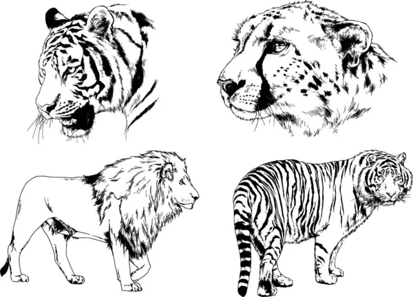 Dessins Vectoriels Esquisse Différents Prédateurs Tigres Lions Guépards Léopards Sont — Image vectorielle