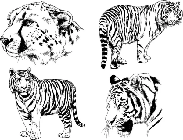 Dibujos Vectoriales Bocetos Diferentes Depredadores Tigres Leones Guepardos Leopardos Dibujan — Vector de stock