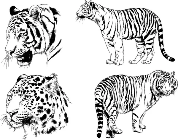 Dessins Vectoriels Esquisse Différents Prédateurs Tigres Lions Guépards Léopards Sont — Image vectorielle