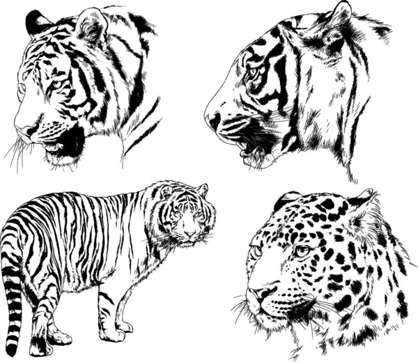 Dessins Vectoriels Esquisse Différents Prédateurs Tigres Lions Guépards Léopards Sont — Image vectorielle