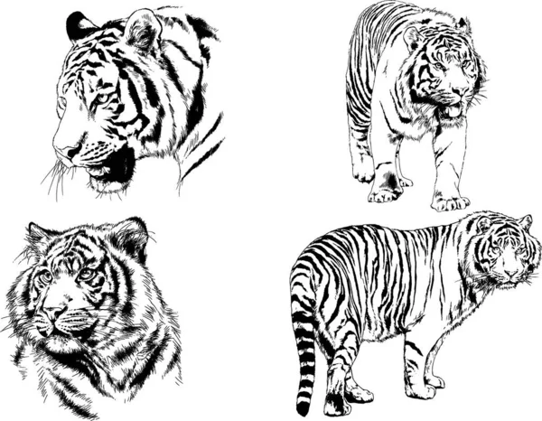 Dessins Vectoriels Esquisse Différents Prédateurs Tigres Lions Guépards Léopards Sont — Image vectorielle