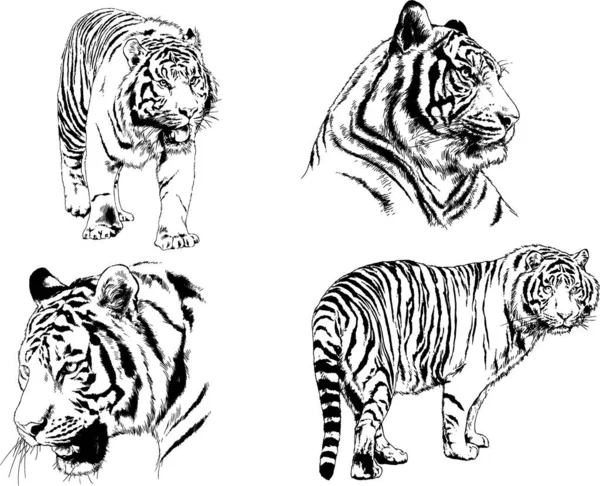 Vector Drawings Sketches Different Predator Tigers Lions Cheetahs Leopards Drawn — Stock Vector