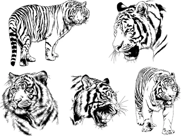 Dibujos Vectoriales Bocetos Diferentes Depredadores Tigres Leones Guepardos Leopardos Dibujan — Vector de stock