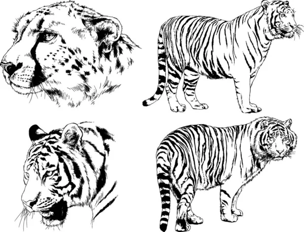 Dessins Vectoriels Esquisse Différents Prédateurs Tigres Lions Guépards Léopards Sont — Image vectorielle