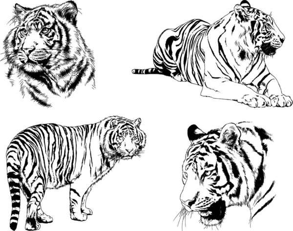 Dibujos Vectoriales Bocetos Diferentes Depredadores Tigres Leones Guepardos Leopardos Dibujan — Vector de stock