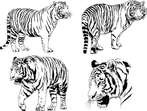 Dibujos Vectoriales Bocetos Diferentes Depredadores Tigres Leones Guepardos Leopardos Dibujan — Vector de stock