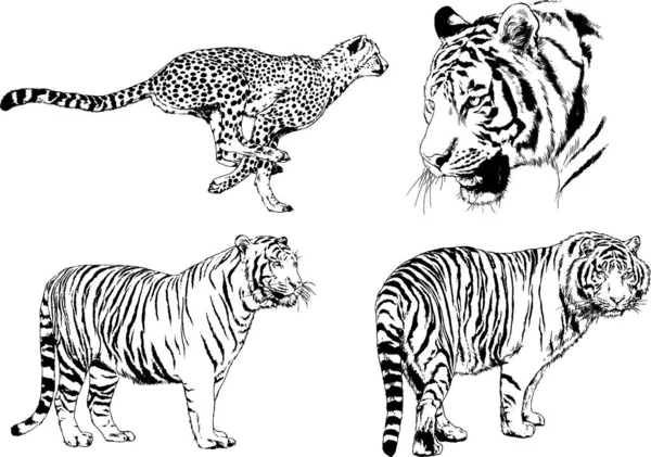 Vector Drawings Sketches Different Predator Tigers Lions Cheetahs Leopards Drawn — Stock Vector