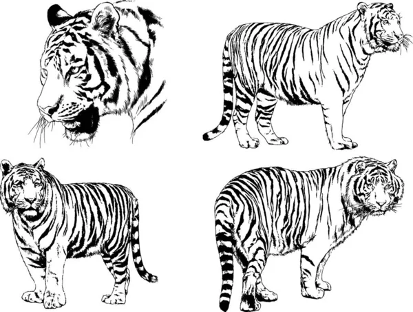 Vector Tekeningen Schetsen Verschillende Predator Tijgers Leeuwen Cheetahs Rugby Luipaarden — Stockvector