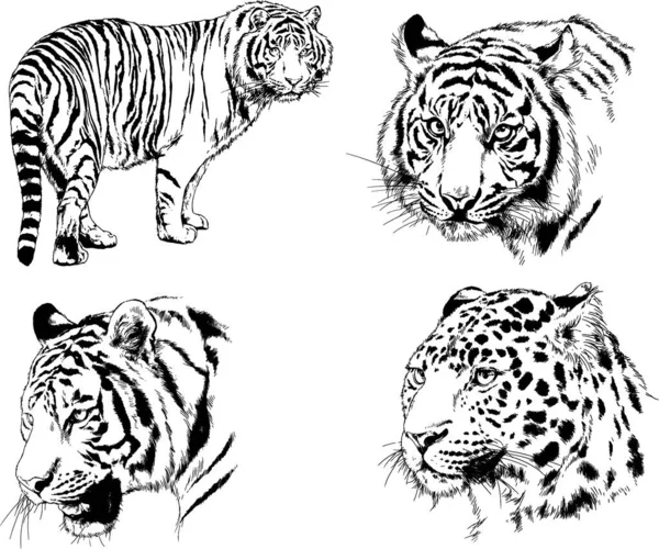 Dessins Vectoriels Esquisse Différents Prédateurs Tigres Lions Guépards Léopards Sont — Image vectorielle