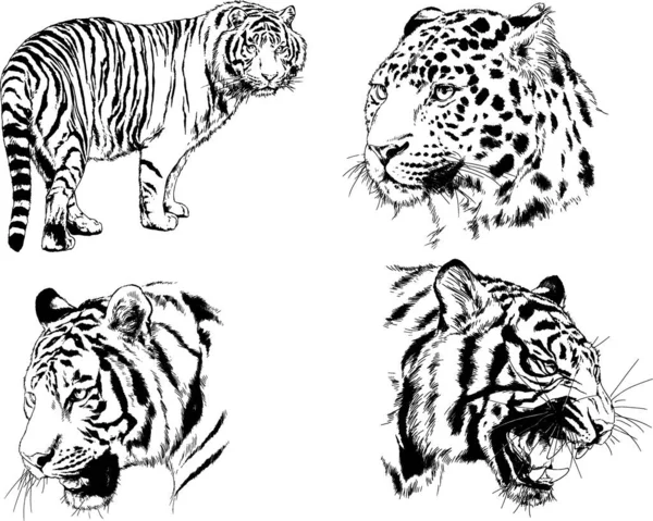 Dibujos Vectoriales Bocetos Diferentes Depredadores Tigres Leones Guepardos Leopardos Dibujan — Vector de stock