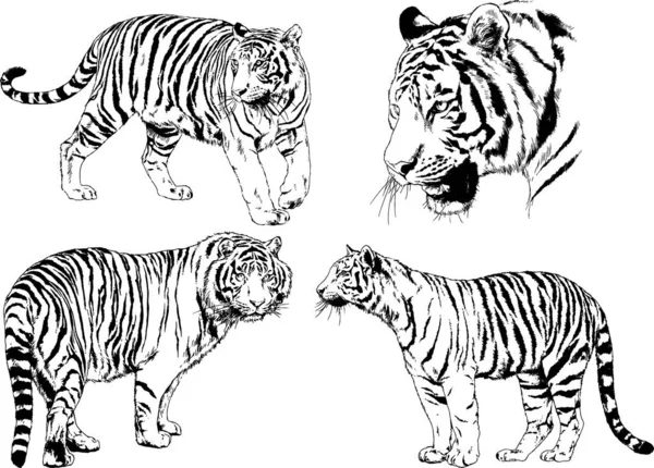 Dibujos Vectoriales Bocetos Diferentes Depredadores Tigres Leones Guepardos Leopardos Dibujan — Vector de stock