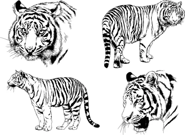 Dessins Vectoriels Esquisse Différents Prédateurs Tigres Lions Guépards Léopards Sont — Image vectorielle