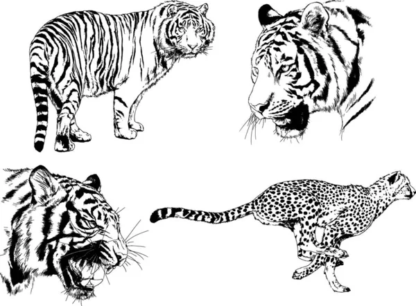 Vector Drawings Sketches Different Predator Tigers Lions Cheetahs Leopards Drawn — Stock Vector